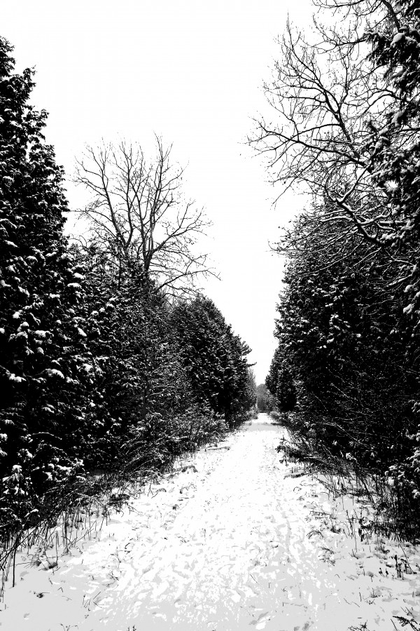 Winter Path by Deb Oppermann